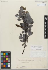 Foto von Salix glabra Scop. x Salix myrsinifolia Salisb.